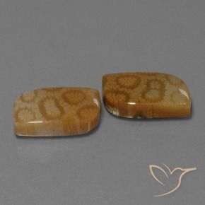 Gemas de Coral fósil Multicolor natural de 22.52 ct, Elegante, Opaco