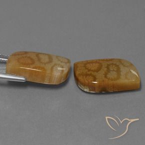 Gemas de Coral fósil Multicolor natural de 22.52 ct, Elegante, Opaco