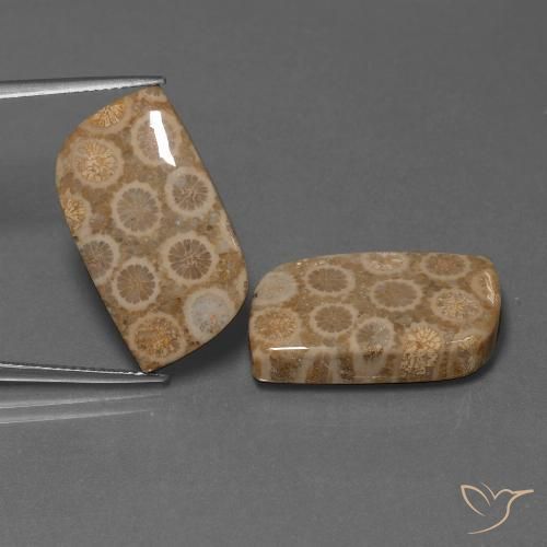34.47ctw Natural Multicolor Coral fósil, Elegante, Opaco