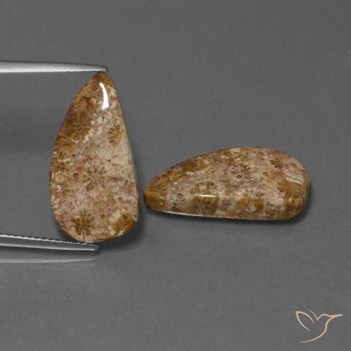 16.75ctw Natural Multicolor Coral fósil, Elegante, Opaco