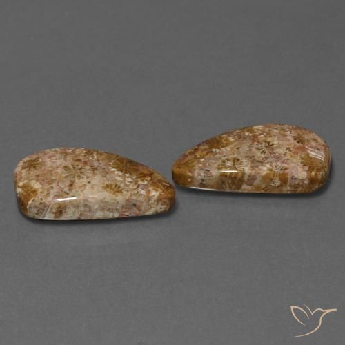 Gemas de Coral fósil Multicolor natural de 16.75 ct, Elegante, Opaco