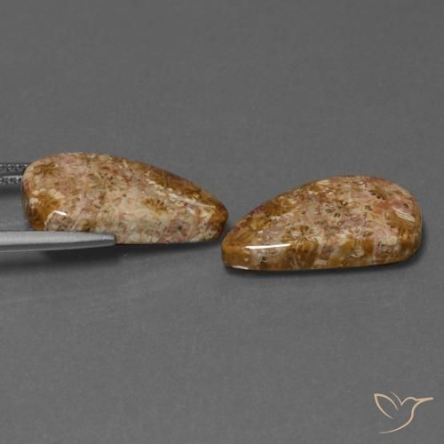 Gemas de Coral fósil Multicolor natural de 16.75 ct, Elegante, Opaco