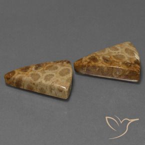 Gemas de Coral fósil Multicolor natural de 29.28 ct, Trillón, Opaco