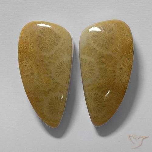 Gemas de Coral fósil Multicolor natural de 20.19 ct, Elegante, Opaco