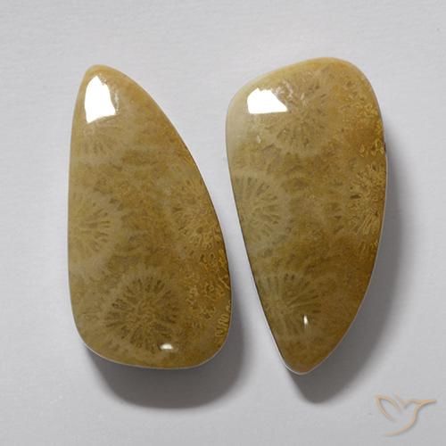 Gemas de Coral fósil Multicolor natural de 20.19 ct, Elegante, Opaco
