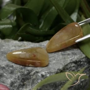 Gemas de Coral fósil Multicolor natural de 22.09 ct, Elegante, Opaco