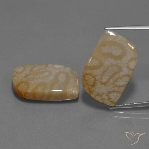 25.76ctw Natural Multicolor Coral fósil, Elegante, Opaco
