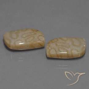 Gemas de Coral fósil Multicolor natural de 25.76 ct, Elegante, Opaco