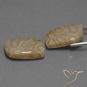 Gemas de Coral fósil Multicolor natural de 25.76 ct, Elegante, Opaco