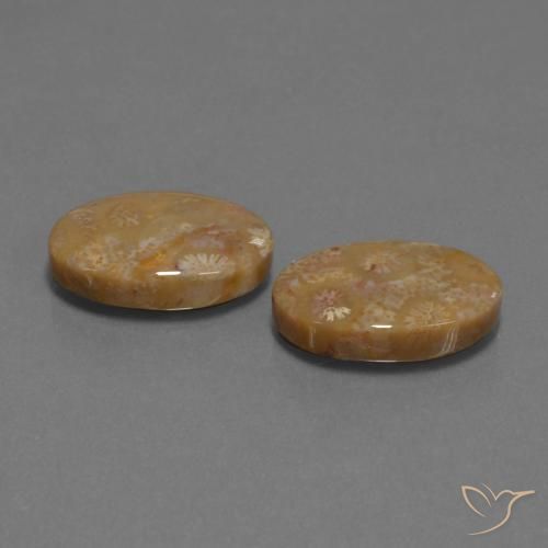Gemas de Coral fósil Multicolor natural de 15.40 ct, Ovalada, Opaco