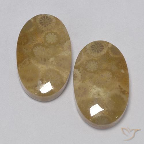 24.67ctw Natural Multicolor Coral fósil, Ovalada, Opaco