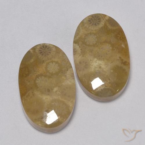 Gemas de Coral fósil Multicolor natural de 24.67 ct, Ovalada, Opaco