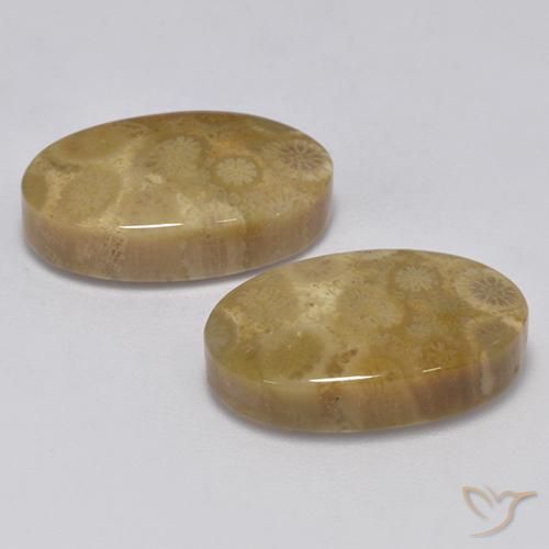 Gemas de Coral fósil Multicolor natural de 24.67 ct, Ovalada, Opaco