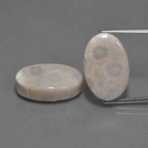 Gemas de Coral fósil Multicolor natural de  ct, Corte Óvalo, Opaco