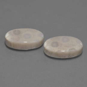 Gemas de Coral fósil Multicolor natural de  ct, Corte Óvalo, Opaco