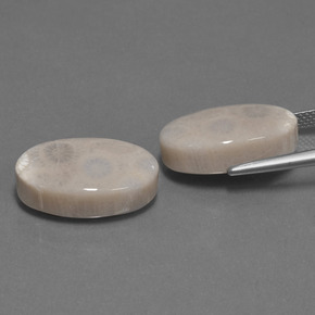 Gemas de Coral fósil Multicolor natural de  ct, Corte Óvalo, Opaco