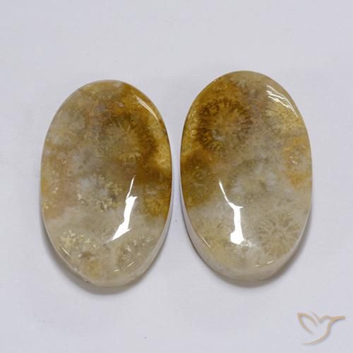 Gemas de Coral fósil Multicolor natural de 26.28 ct, Ovalada, Opaco