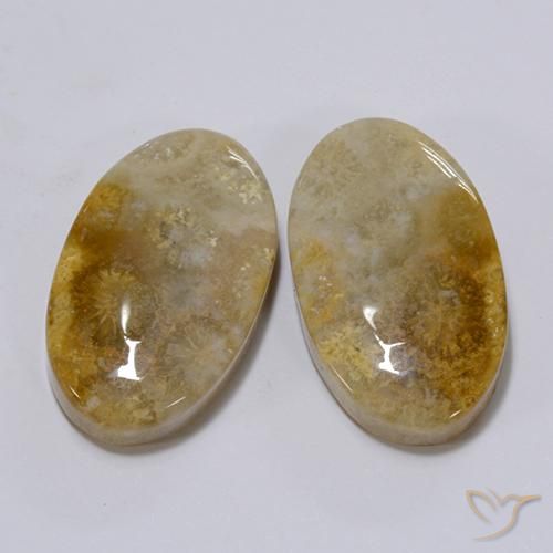 Gemas de Coral fósil Multicolor natural de 26.28 ct, Ovalada, Opaco