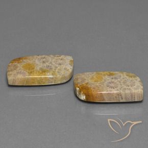 Gemas de Coral fósil Multicolor natural de 30.44 ct, Elegante, Opaco