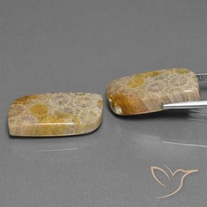 Gemas de Coral fósil Multicolor natural de 30.44 ct, Elegante, Opaco