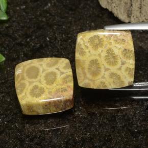 Gemas de Coral fósil Multicolor natural de 22.09 ct, Cuadrado, Opaco