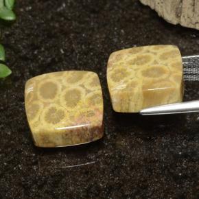 Gemas de Coral fósil Multicolor natural de 22.09 ct, Cuadrado, Opaco