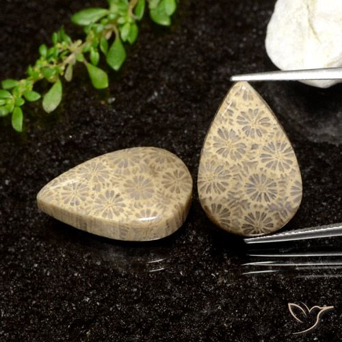 26.61ctw Natural Multicolor Coral fósil, En forma de pera, Opaco