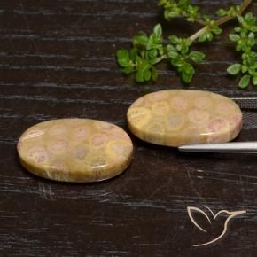 Gemas de Coral fósil Multicolor natural de 24.57 ct, Ovalada, Opaco