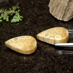 Gemas de Coral fósil Multicolor natural de 28.50 ct, En forma de pera, Opaco