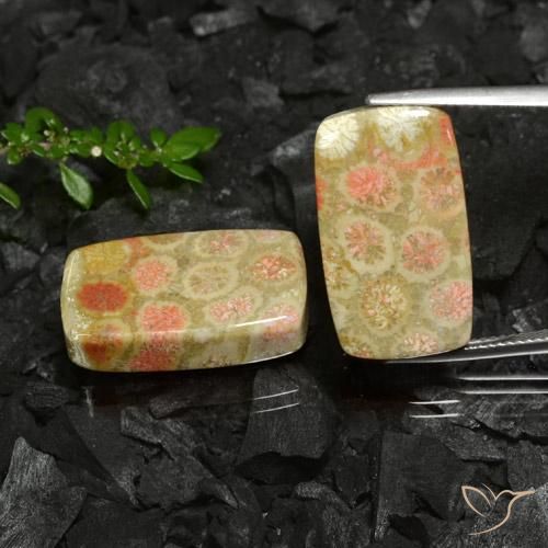 35.26ctw Natural Multicolor Coral fósil, Forma Cojín, Opaco