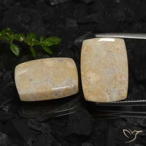 30.12ctw Natural Multicolor Coral fósil, Forma Cojín, Opaco