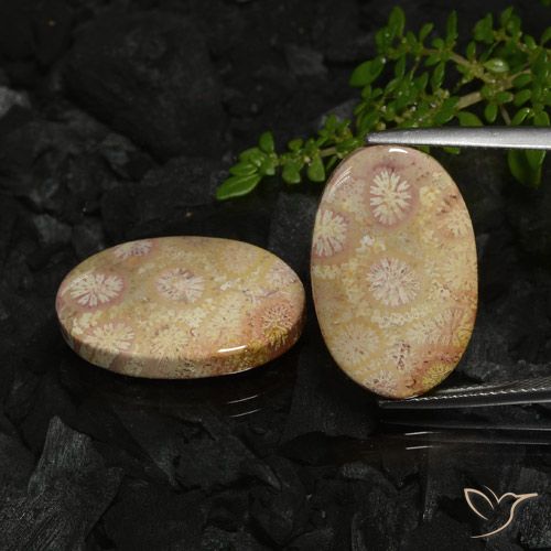22.78ctw Natural Multicolor Coral fósil, Ovalada, Opaco