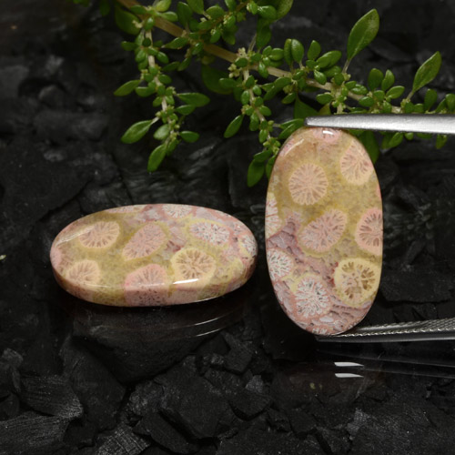 Gemas de coral fósil multicolor natural de 23,62 ct, corte óvalo, opaco