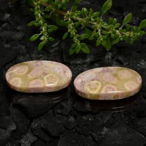 Gemas de coral fósil multicolor natural de 23,62 ct, corte óvalo, opaco