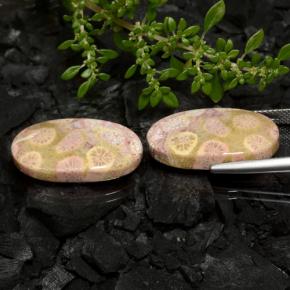 Gemas de coral fósil multicolor natural de 23,62 ct, corte óvalo, opaco
