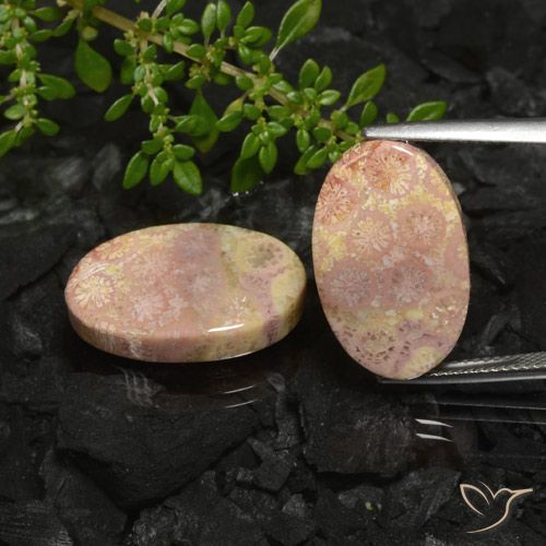 22.59ctw Natural Multicolor Coral fósil, Ovalada, Opaco