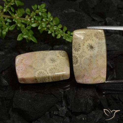 30.12ctw Natural Multicolor Coral fósil, Forma Cojín, Opaco