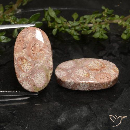 19.81ctw Natural Multicolor Coral fósil, Ovalada, Opaco