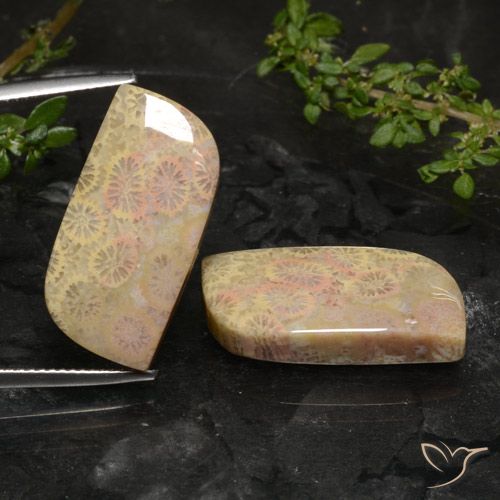 27.40ctw Natural Multicolor Coral fósil, Elegante, Opaco