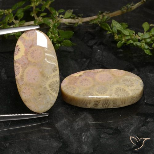 27.43ctw Natural Multicolor Coral fósil, Ovalada, Opaco