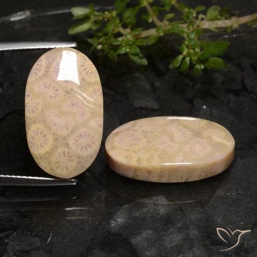 22.27ctw Natural Multicolor Coral fósil, Ovalada, Opaco