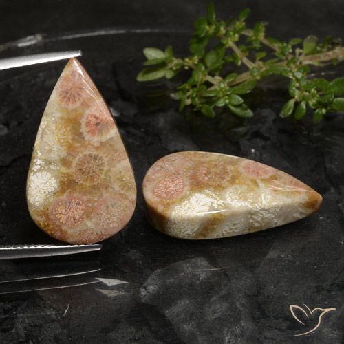 27.69ctw Natural Multicolor Coral fósil, En forma de pera, Opaco
