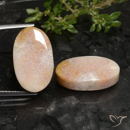 22.59ctw Natural Multicolor Coral fósil, Ovalada, Opaco