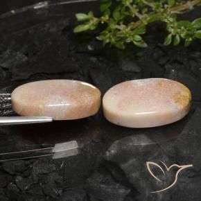 Gemas de Coral fósil Multicolor natural de 22.59 ct, Ovalada, Opaco