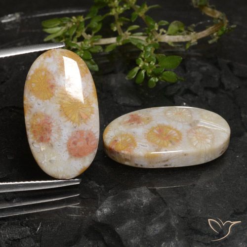 22.45ctw Natural Multicolor Coral fósil, Ovalada, Opaco