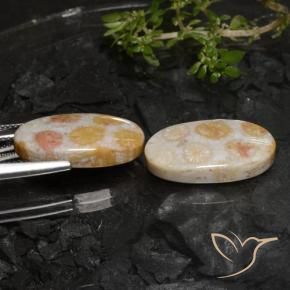Gemas de Coral fósil Multicolor natural de 22.45 ct, Ovalada, Opaco
