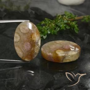 Gemas de Coral fósil Multicolor natural de 33.89 ct, Ovalada, Opaco