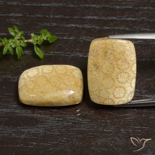 27.20ctw Natural Multicolor Coral fósil, Forma Cojín, Opaco