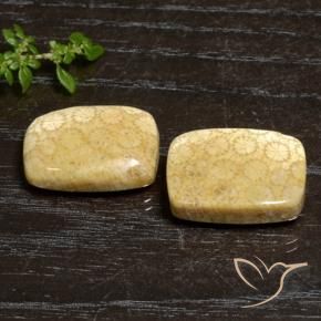 Gemas de Coral fósil Multicolor natural de 27.20 ct, Forma Cojín, Opaco