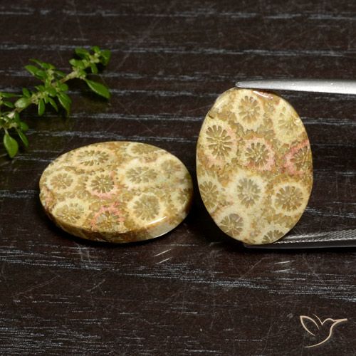 27.12ctw Natural Multicolor Coral fósil, Ovalada, Opaco